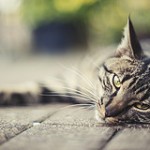 9516441950_711544649d_m