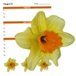 April2015DaffodilForms