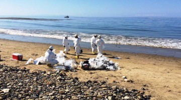 11313121_10152795986836957_6872350900320451002_o