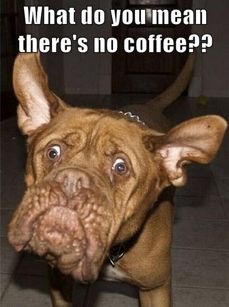 funny real estate agent coffee dog
