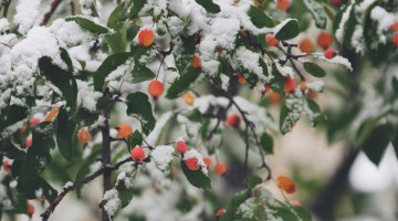 holiday-predictions-hero