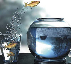 goldfishleap.jpg